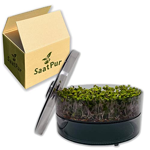 SaatPur® Keimsprossenbox Set 1 mit Einer Etagen als Sprossen Keimgerät: Sprossen Anzucht sowie Microgreens Anzuchtschalen. Keimbox, Keimschale, Keimschachtel, Sprossenbox, Sprossenhaus, Keimgerät von SaatPur