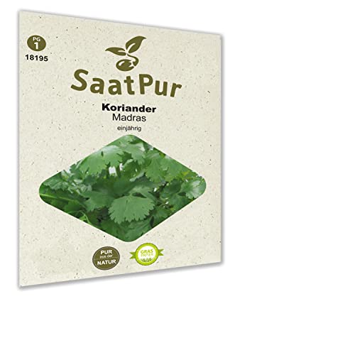SaatPur Koriander Samen, Saatgut für ca. 250 Pflanzen von SaatPur