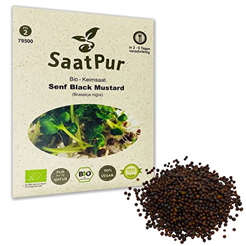 Senf Black Mustard BIO Keimsprossen von SaatPur - schwarzer Senf Sprossen, Microgreens - 30g von SaatPur
