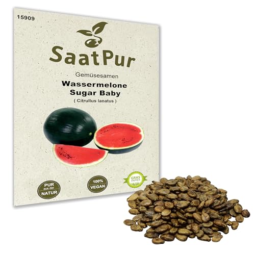 Wassermelone Sugar Baby süß & saftig geeignet für Hochbeet Frühbeet Gewäschshaus Saatgut für ca. 8 Pfl. von SaatPur