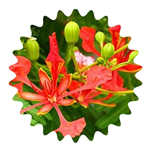 Flammenbaum/Bienenfreundlich/10 Samen/Seltene rote Prachtblüte/exotische Pflanze von Saatbote