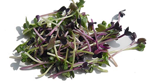 1 Kg BIO Keimsprossen Radies Michelangelo Keimsaat für die Sprossenanzucht Sprossen Microgreen Mikrogrün von Saatzucht Bardowick