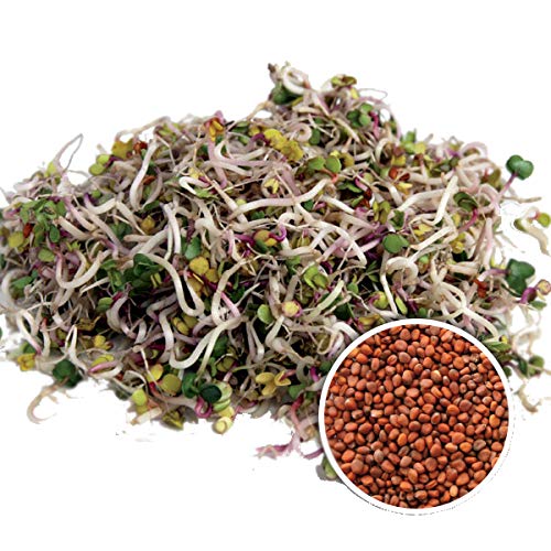 100 g BIO Keimsprossen Radies China Rose Samen für die Sprossenanzucht Sprossen Microgreen Mikrogrün von Saatzucht Bardowick