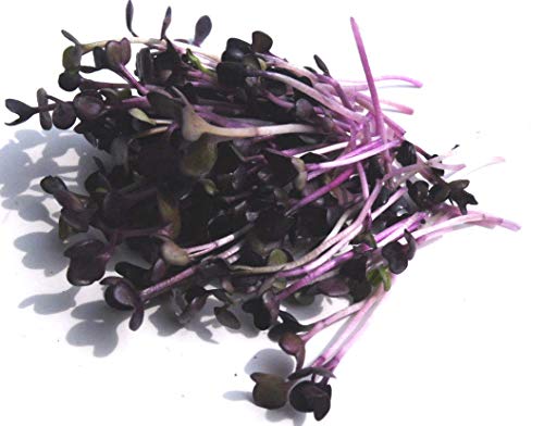 BIO Keimsprossen Radies Vulcano Samen für die Sprossenanzucht Sprossen Microgreen Mikrogrün (250 g) von Saatzucht Bardowick
