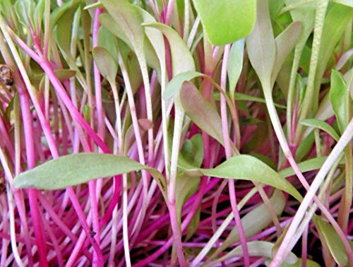 100 g BIO Keimsprossen Rote Rüben Pink Lady Samen für die Sprossenanzucht Sprossen Microgreen Mikrogrün von Saatzucht Bardowick