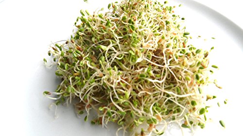 100 g BIO Keimsprossen Rotklee Samen für die Sprossenanzucht Sprossen Microgreen Mikrogrün von Saatzucht Bardowick