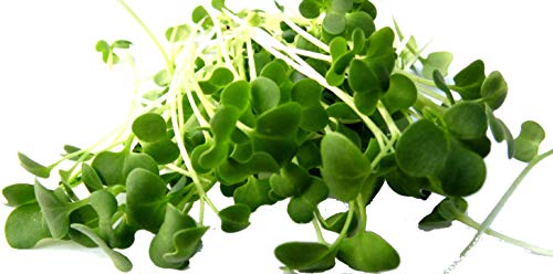 100 g BIO Keimsprossen Tatsoi Samen für die Sprossenanzucht Sprossen Microgreen Mikrogrün von Saatzucht Bardowick