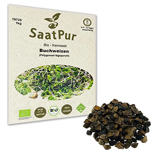 1Kg BIO Keimsprossen Buchweizen Samen Sporssensaat Mikrogrün Microgreens Sprossenanzucht von Saatzucht Bardowick