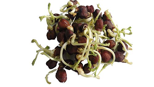 1Kg BIO Keimsprossen Kichererbsen Black Sprossen Mikrogrün Microgreen Sprossenanzucht schwarz Kichererbse Keimsaat von Saatzucht Bardowick