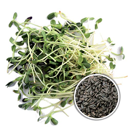 1Kg BIO Keimsprossen Sonnenblume Keimsaat für die Sprossenanzucht Sprossen Microgreen Mikrogrün von Saatzucht Bardowick