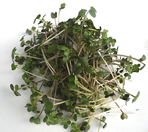 250 g BIO Keimsprossen Senf Samen für die Sprossenanzucht Sprossen Microgreen Mikrogrün von Saatzucht Bardowick