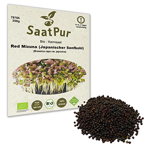 250g BIO Keimsprossen Japanischer Senf Red Mizuna Keimsaat für die Sprossenanzucht Sprossen Microgreens Mikrogrün von Saatzucht Bardowick