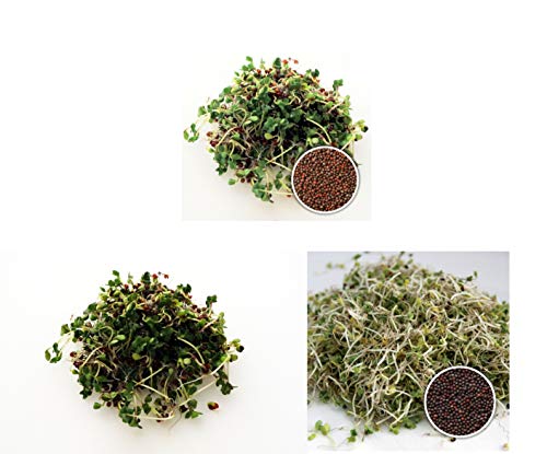 300 g BIO Keimsprossen Mischung Sulforaphan Mix Keimsaat Samen für die Sprossenanzucht je 100 g Brokkoli, Brokkoletti, Grünkohl von Saatzucht Bardowick