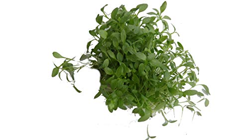 50 g BIO Keimsprossen Sellerie Samen für die Sprossenanzucht Sprossen Microgreen Mikrogrün von Saatzucht Bardowick