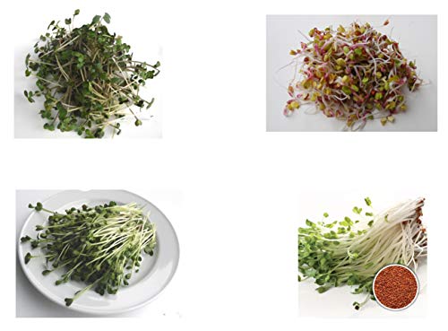 400 g BIO Keimsprossen Mischung -Diabolo MIX- Keimsaat 4 x 100 g Samen für die Sprossenanzucht Senf, Radies, Daikon-Rettich, Kresse Sprossen Microgreen Mikrogrün von Saatzucht Bardowick