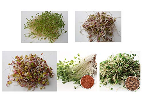 500 g BIO Keimsprossen Mischung -Easy Start MIX- Keimsaat 5 x 100 g Samen für die Sprossenzucht Alfalfa, Mungobohnen, Radies, Kresse, Salatrauke Sprossen Microgreen Mikrogrün von Saatzucht Bardowick