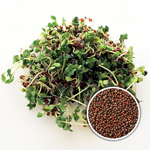 BIO Keimsaat Brokkoli Calabrese 250 g Brokkolisamen zur Sprossenzucht Sprossen Microgreen Mikrogrün Broccoli Sprossenbrokkoli Sprossenbrokkoli aus Italien von Saatzucht Bardowick