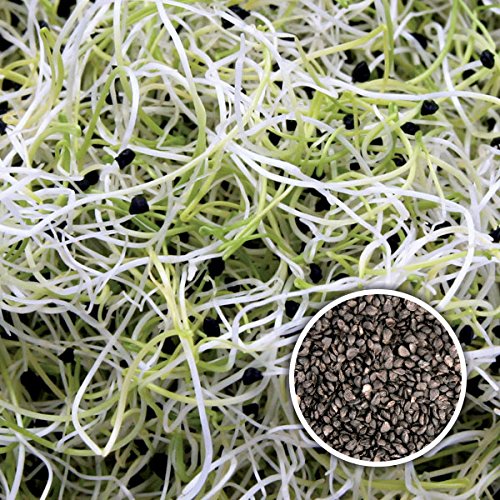 100 g BIO Keimsprossen Chinesische Porree Samen für die Sprossenanzucht Sprossen Microgreen Mikrogrün von Saatzucht Bardowick