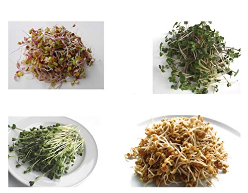 400 g BIO Keimsprossen Mischung -HOT MIX- Keimsaat 4 x 100 g Samen für die Sprossenanzucht Radies, Senf, Daikon-Rettich, Bockshornklee Sprossen Microgreen Mikrogrün von Saatzucht Bardowick