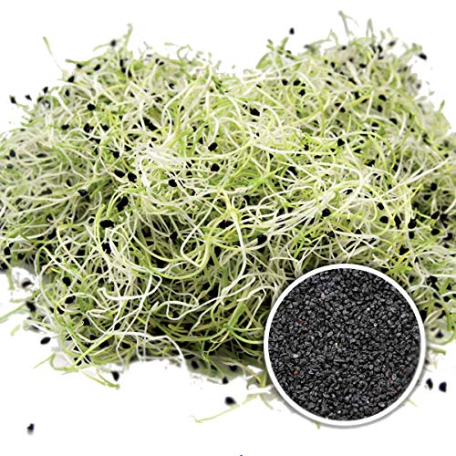 100g BIO Keimsprossen Porree Lauch Samen Sprossen Microgreens Kressesamen Grünkraut Superfood von Saatzucht Bardowick