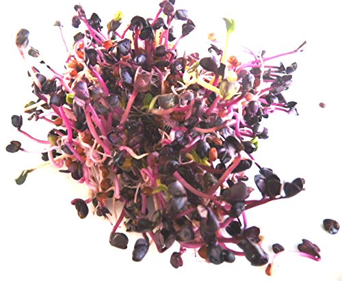 BIO Keimsprossen Radies Rambo purpurviolett 250 g Samen für die Sprossenzucht Mikrogrün Grünkraut von Saatzucht Bardowick
