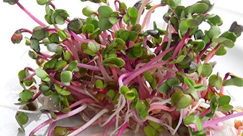 BIO Keimsprossen Radies Red Rubin Samen für die Sprossenanzucht Sprossen Microgreen Mikrogrün (100 g) von Saatzucht Bardowick