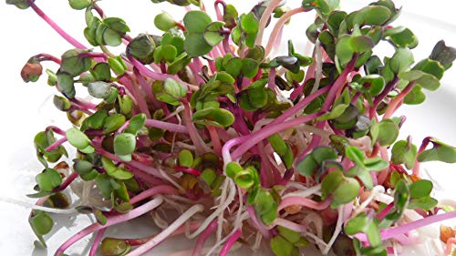 BIO Keimsprossen Radies Red Rubin Samen für die Sprossenanzucht Sprossen Microgreen Mikrogrün (250 g) von Saatzucht Bardowick