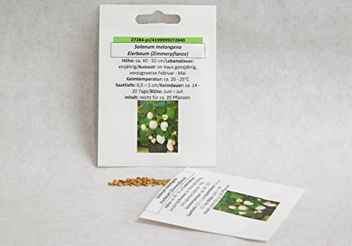 Eierbaum Zimmerpflanzensamen Saatgut für ca. 20 Pfl. Solanum von Saatzucht Bardowick