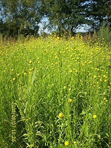 Gummibärchenblume, Ananasblume, Cephalophora aromatica, Apfelduftblume, Duftblume Saatgut von Saatzucht Bardowick