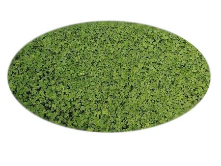 Saatzucht Bardowick Mikroklee Microclover Zwergklee für 50m² gleichmäßigen dichten ganzjährig grünen Rasen - 100g Klee Samen - Rasenklee Miniklee von Saatzucht Bardowick
