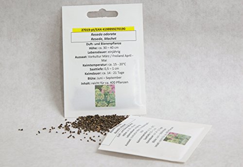 Reseda odorata Samen für ca. 400 Pfl. Duftpflanze Resede Machet Bienenpflanze Bauerngarten Saatgut von Saatzucht Bardowick