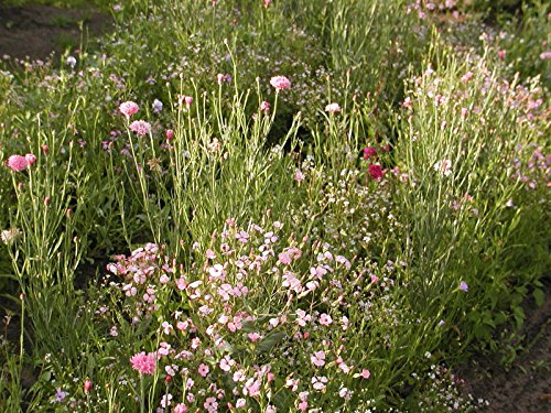 3-4 m² Blumenmischung Sommerblumenmischung Traumgarten in Rosa Ton in Ton Blumensamen Blumensaat von Saatzucht Bardowick