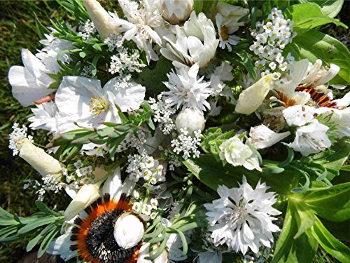 3-4 m² Sommerblumenmischung Traumgarten in Weiß Blumenmischung Blumensaat auch für Balkonkasten von SaatPur