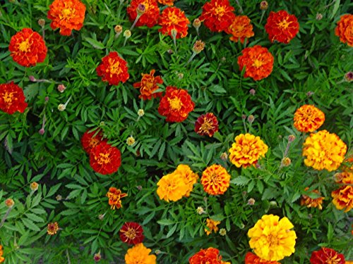 Studentenblumen Sparky-Mischung Tagetes patula nana Tagetessamen Saatgut für ca. 50 Pfl. von Saatzucht Bardowick