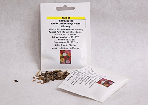 Zinnien Dahlienblütige Riesen-Mischung Zinnien Dahlienblütige Riesen-Mischung von Saatzucht Bardowick