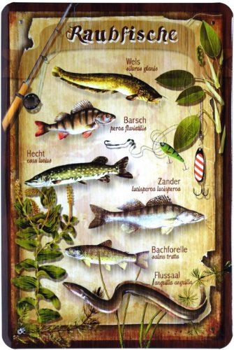 WOGEKA ART Retro Blechschild - Raubfische Hecht Aal Wels Zander Barsch - witziger Spruch als Geschenk-Idee zum Geburtstag Weihnachten Dekoration 20x30 cm Vintage-Design Metall 405 WOGEKA ART Retro Blechschild - Raubfische Hecht Aal Wels Zander Barsch - witziger Spruch als Geschenk-Idee zum Geburtstag Weihnachten Dekoration 20x30 cm Vintage-Design Metall 405 von WOGEKA ART