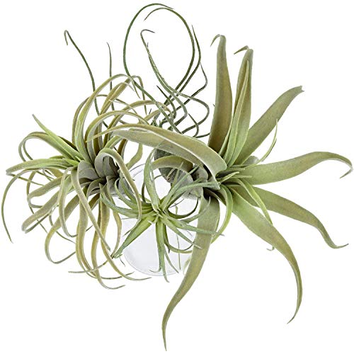 Sadkyer 4 Stück Pflanzen Blumen Faux Beflockung Tillandsia Bromelien Haus Garten Dekor von Sadkyer