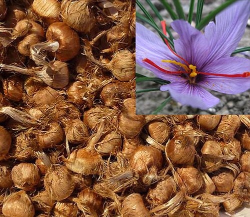3 Stücke Safran Zwiebeln (Crocus Sativus) - Pflanzen Sie Ihren eigenen Safranpflanze, und sammeln Sie Ihre Safranfäden von SaffronValue