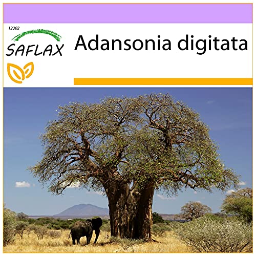 SAFLAX - Afrikanischer Affenbrotbaum - 6 Samen - Adansonia digitata von Saflax