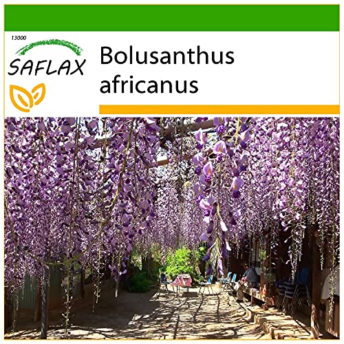 SAFLAX - Afrikanischer Blauregen - 15 Samen - Mit keimfreiem Anzuchtsubstrat - Bolusanthus africanus von Saflax