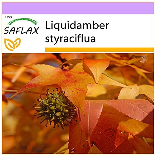 SAFLAX - Amerikanischer Amberbaum - 100 Samen - Liquidamber styraciflua von Saflax