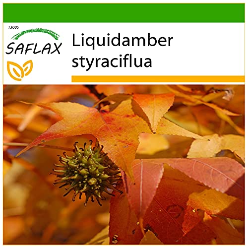 SAFLAX - Amerikanischer Amberbaum - 100 Samen - Mit keimfreiem Anzuchtsubstrat - Liquidamber styraciflua von Saflax