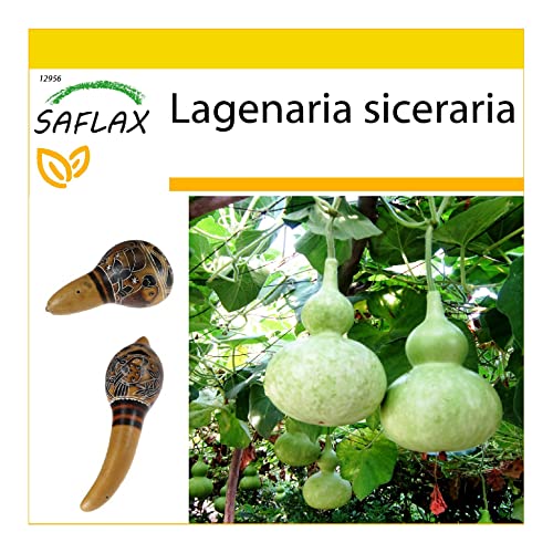 SAFLAX - Anzucht Set - Afrikanische Riesenkalebasse - 15 Samen - Mit Mini-Gewächshaus, Anzuchtsubstrat und 2 Töpfen - Lagenaria siceraria von Saflax