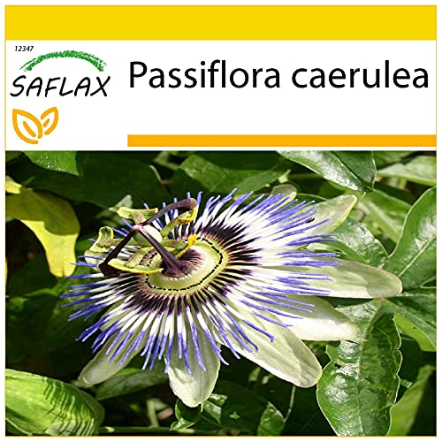 SAFLAX - Anzucht Set - Blaue Passionsblume - 25 Samen - Mit Mini-Gewächshaus, Anzuchtsubstrat und 2 Töpfen - Passiflora caerulea von Saflax