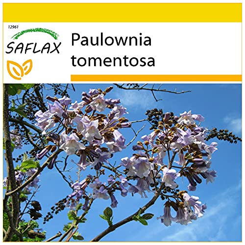 SAFLAX - Anzucht Set - Blauglockenbaum - 200 Samen - Mit Mini-Gewächshaus, Anzuchtsubstrat und 2 Töpfen - Paulownia tomentosa von Saflax