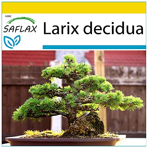 SAFLAX - Anzucht Set - Bonsai - Europäische Lärche - 75 Samen - Mit Mini-Gewächshaus, Anzuchtsubstrat und 2 Töpfen - Larix decidua von Saflax