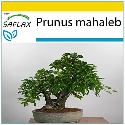 SAFLAX - Anzucht Set - Bonsai - Felsenkirsche - 30 Samen - Mit Mini-Gewächshaus, Anzuchtsubstrat und 2 Töpfen - Prunus mahaleb von Saflax