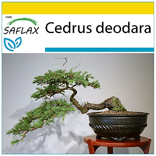 SAFLAX - Anzucht Set - Bonsai - Himalaya Zeder - 35 Samen - Mit Mini-Gewächshaus, Anzuchtsubstrat und 2 Töpfen - Cedrus deodara von Saflax