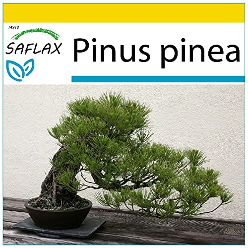 SAFLAX - Anzucht Set - Bonsai - Mittelmeer-Pinie - 6 Samen - Mit Mini-Gewächshaus, Anzuchtsubstrat und 2 Töpfen - Pinus pinea von Saflax