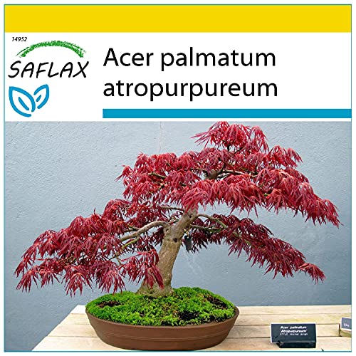 SAFLAX - Anzucht Set - Bonsai - Roter Fächerahorn - 20 Samen - Mit Mini-Gewächshaus, Anzuchtsubstrat und 2 Töpfen - Acer palmatum von Saflax